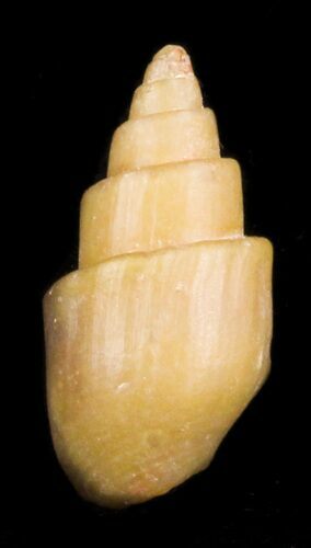 Agatized Fossil Gastropod From Morocco - #30293